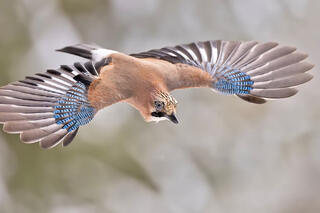 Naturfotograf Kai Jensen